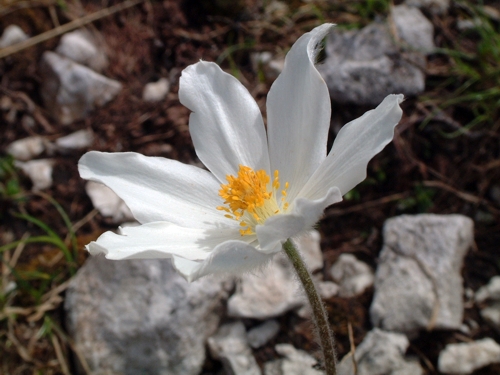 Pulsatilla alpina / Anemone alpino